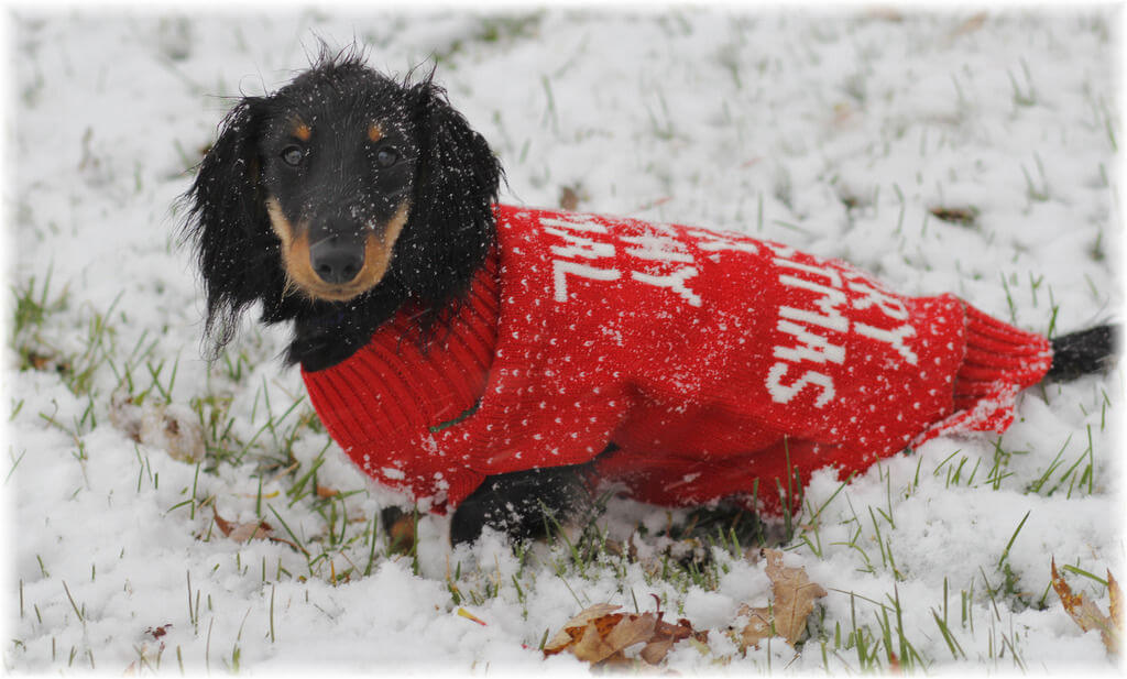 Merry Christmas Ya Filthy Animal Ugly Christmas Sweater - FOR SMALL PETS 2