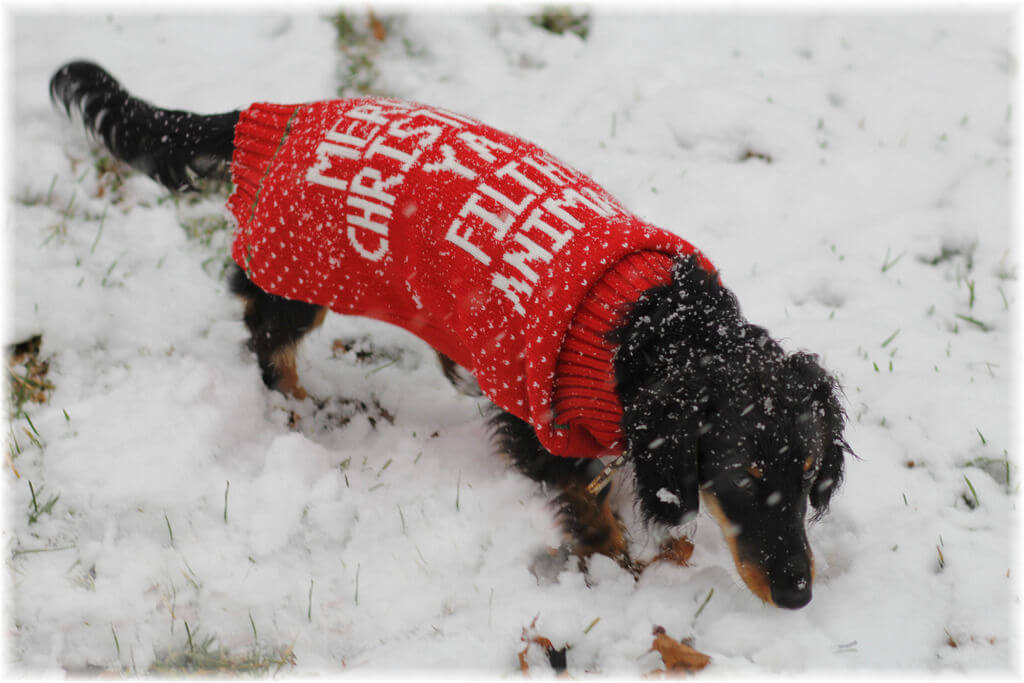 "Merry Christmas Ya Filthy Animal Ugly Christmas Sweater - FOR SMALL PETS (Pet Size: Medium)"
